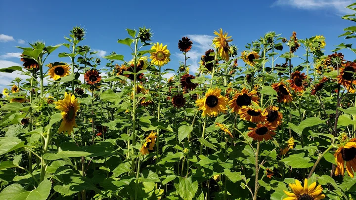 Rendleman Orchards in Alto Pass, Illinois | Ask Anything