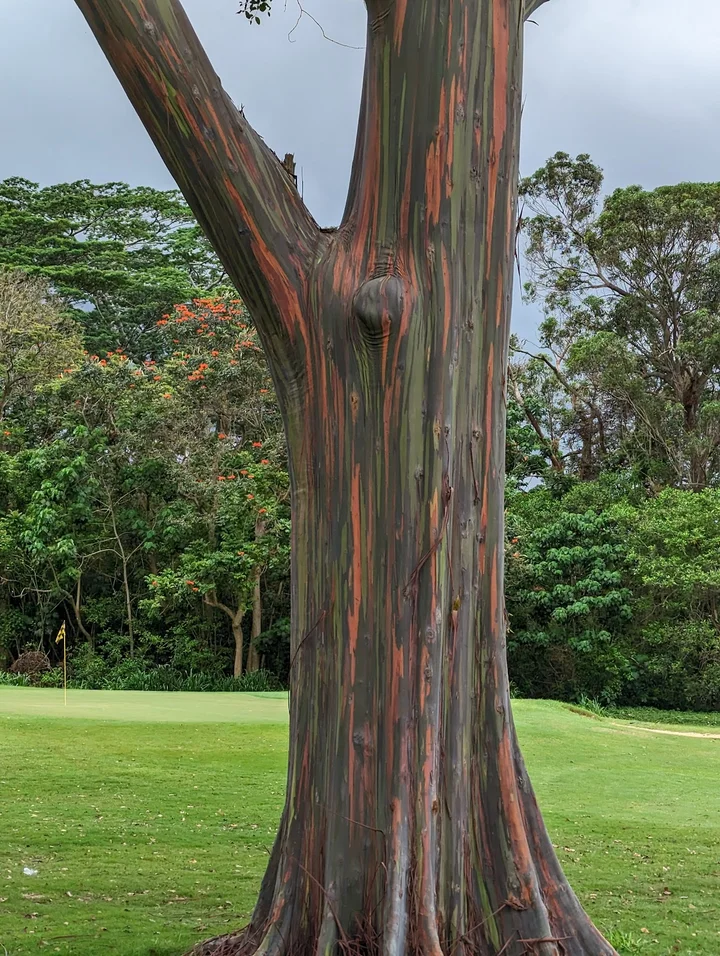 Leilehua Golf Course in Wahiawa, Hawaii - Ask AI | mindtrip