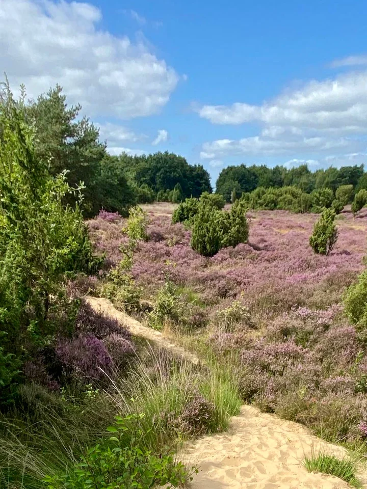 Mantingerveld in Mantinge, Drenthe - Ask AI | mindtrip