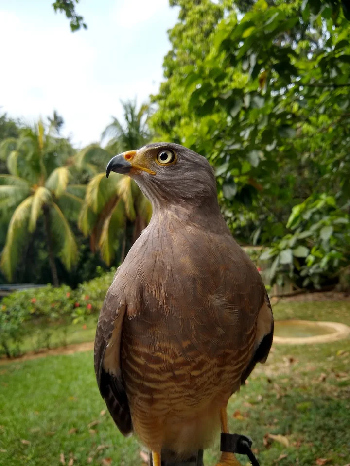 Belize Raptor Center in San Ignacio | Ask Anything