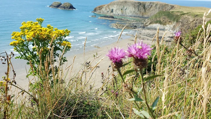 Traeth Llyfn in Llanrhian, Pembrokeshire | Ask Anything