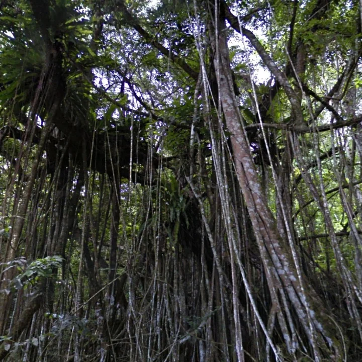The Dales Tree In Santa Island | Ask Anything
