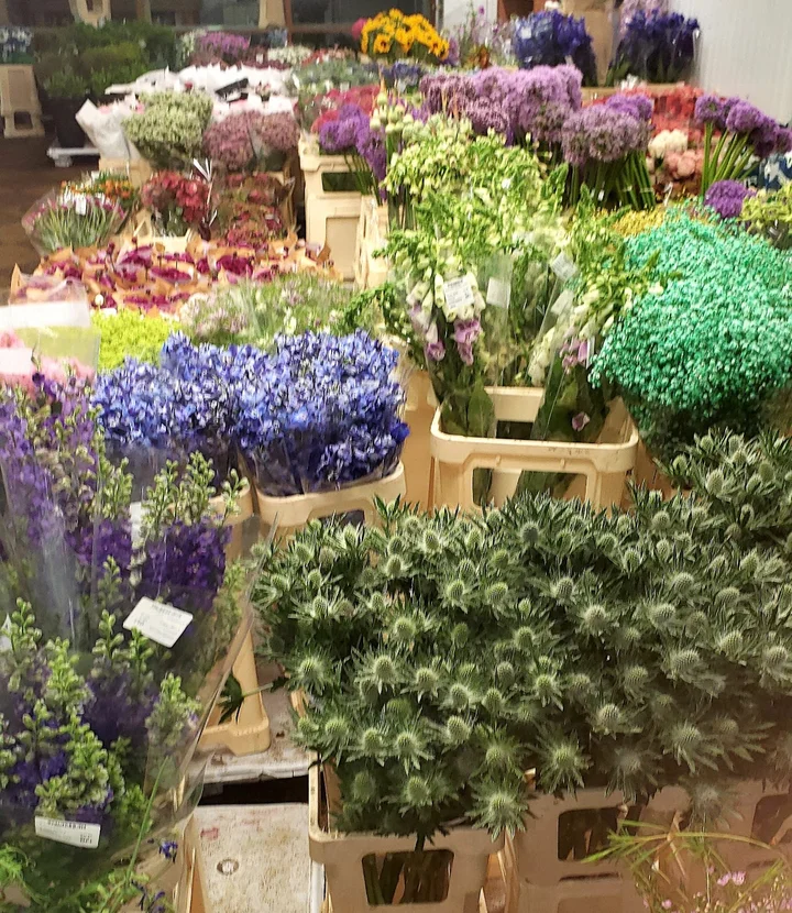 Dutch Flower Line, Inc. | What to Know Before You Go
