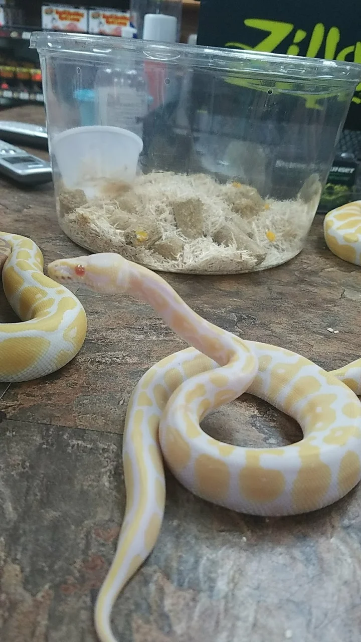 Snakes at Sunset in Miami, Florida - Ask AI | mindtrip