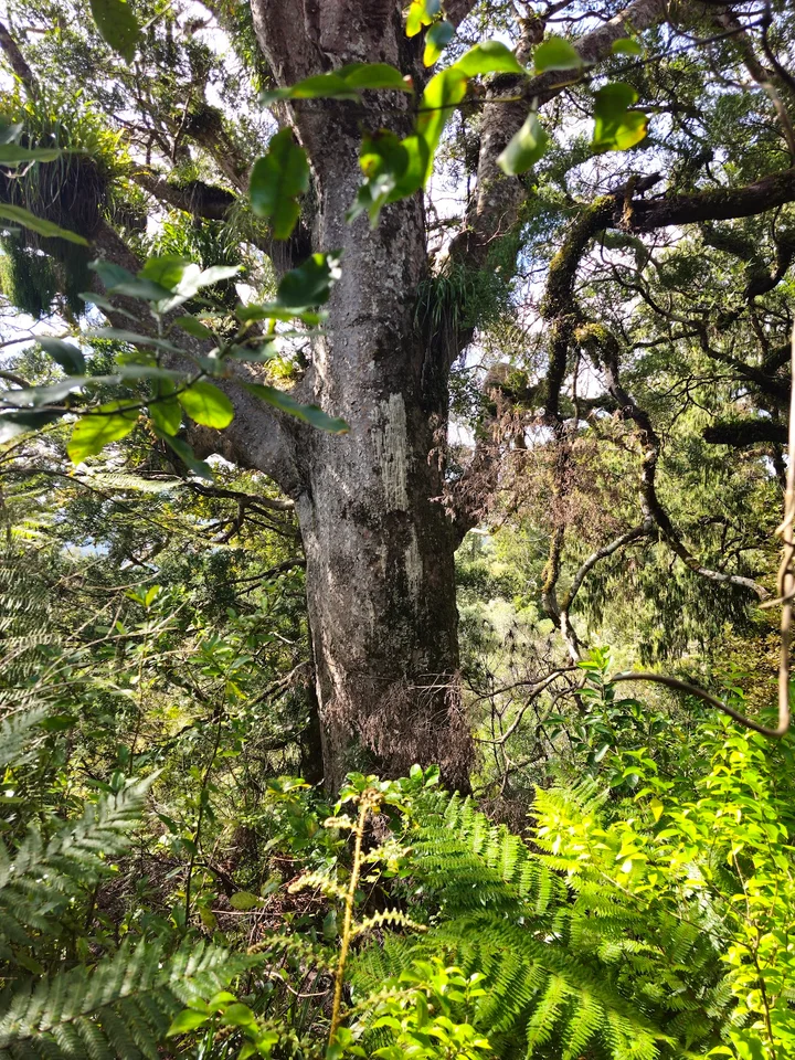 Large Kauri Tree in Auckland | What to Know Before You Go