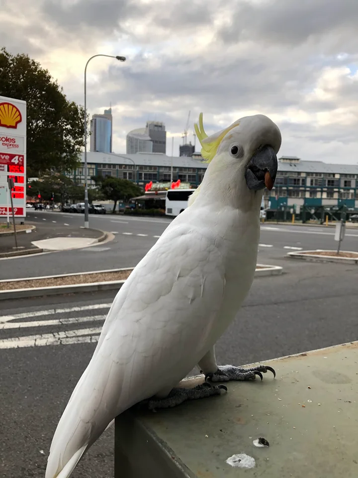 Shell OTR Woolloomooloo in Sydney - Ask AI | mindtrip