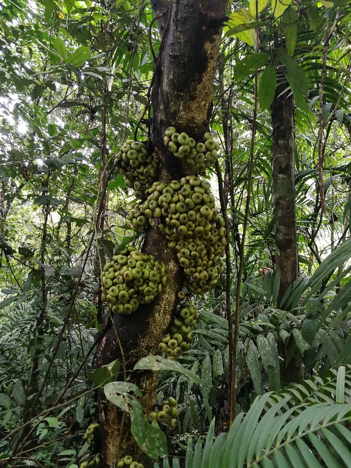 Makiling Rainforest Park in Los Banos - Ask AI | mindtrip