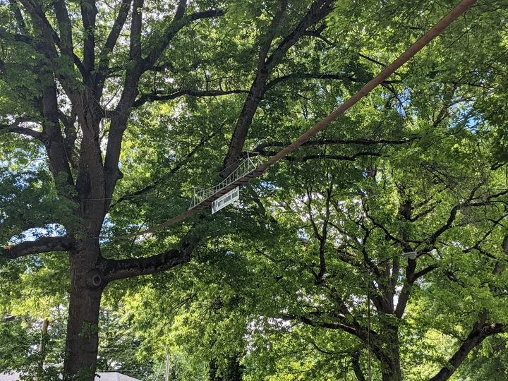 Nutty Narrows - Squirrel Bridges