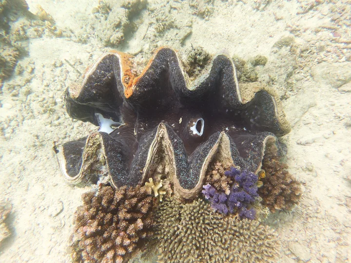 Giant clam shell in Puerto Galera - Ask AI | mindtrip