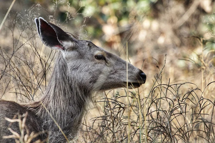 Bor Tiger Reserve in Mhasala | What to Know Before You Go