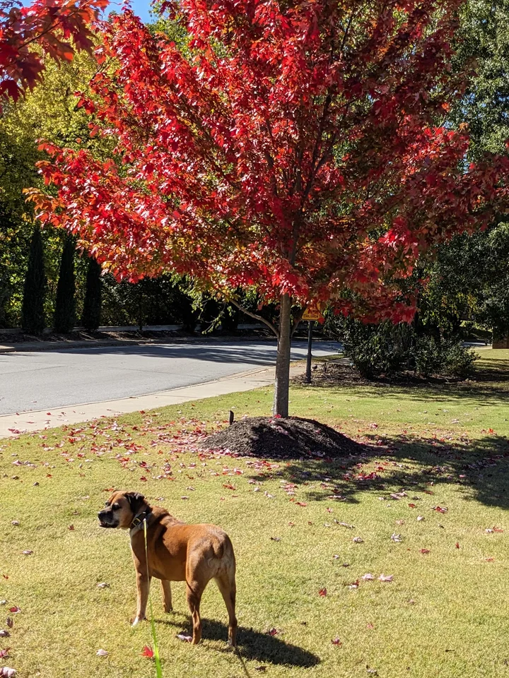 Razorback Greenway in Bentonville - Ask AI | mindtrip