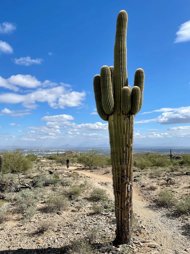 round cactus Blue Barrel Cactus main image 0