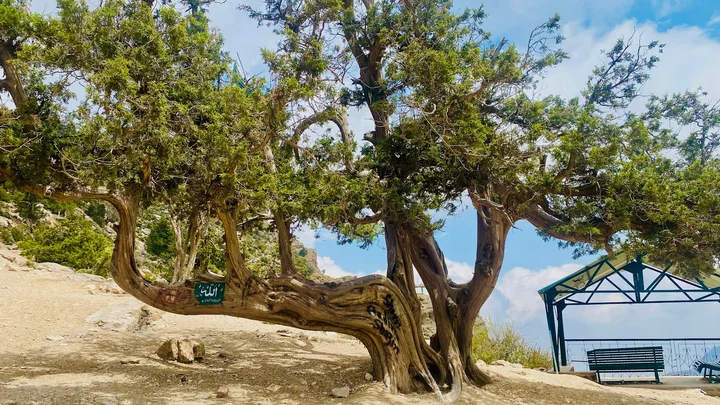 Allah tree at Zero point in Balochistan - Ask AI | mindtrip