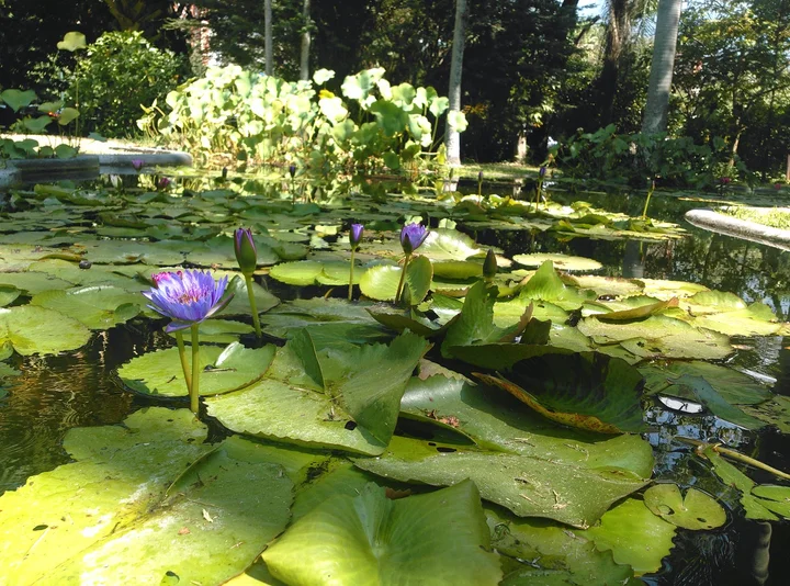 Los Caobos Park in Caracas | What to Know Before You Go