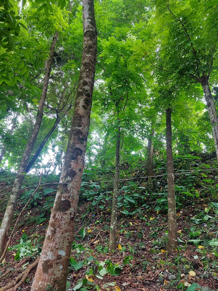 Bogac Cold Spring in Lianga | What to Know Before You Go