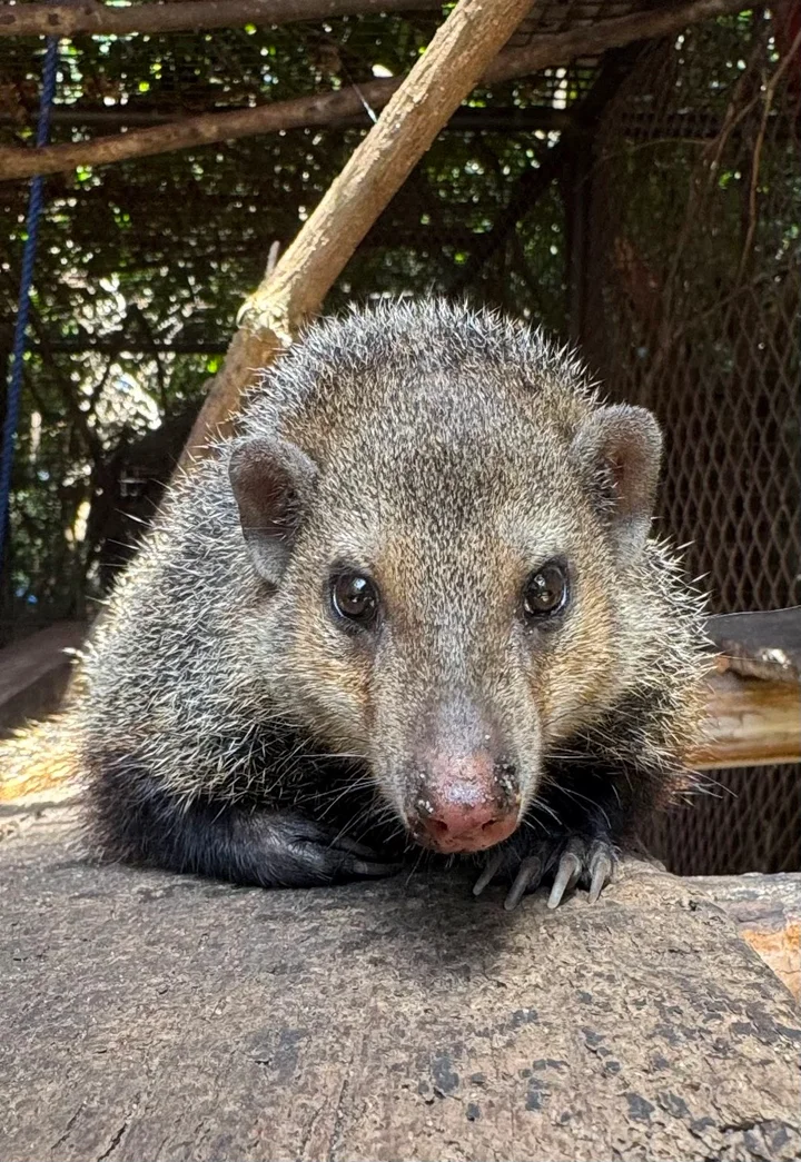 Libassa Wildlife Sanctuary in Marshall - Ask AI | mindtrip