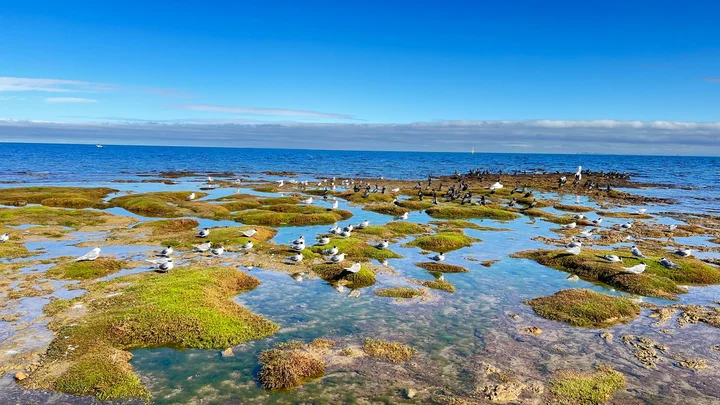 Ricketts Point Marine Sanctuary (Parks Victoria)