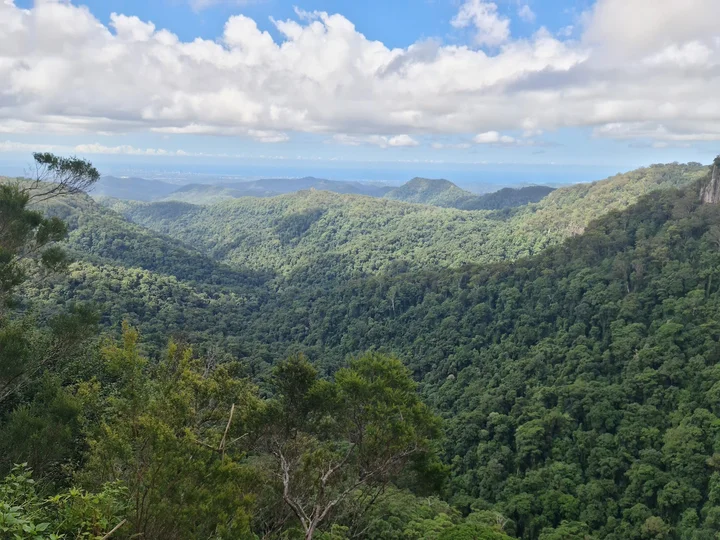 Springbrook National Park | What to Know Before You Go