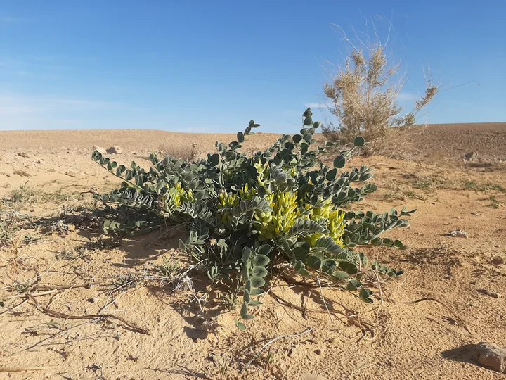 Leopard Temple in Shaharut - Ask AI | mindtrip