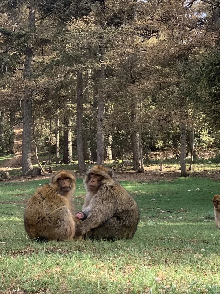 Monkey Forest in Azrou | What to Know Before You Go