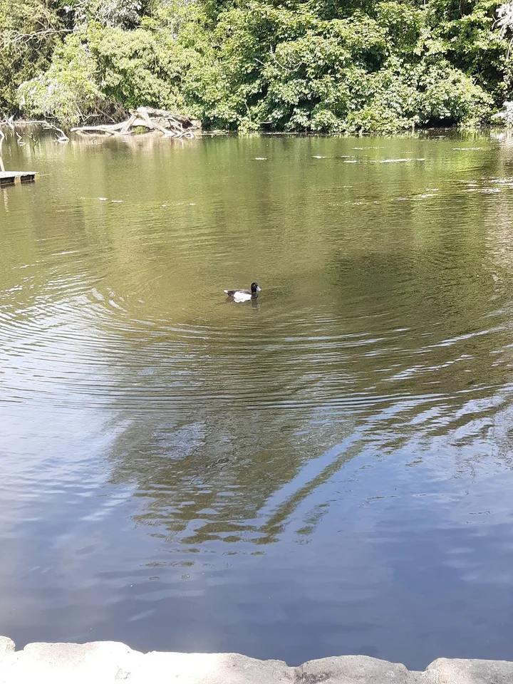 Vinters Park Nature Reserve | What to Know Before You Go