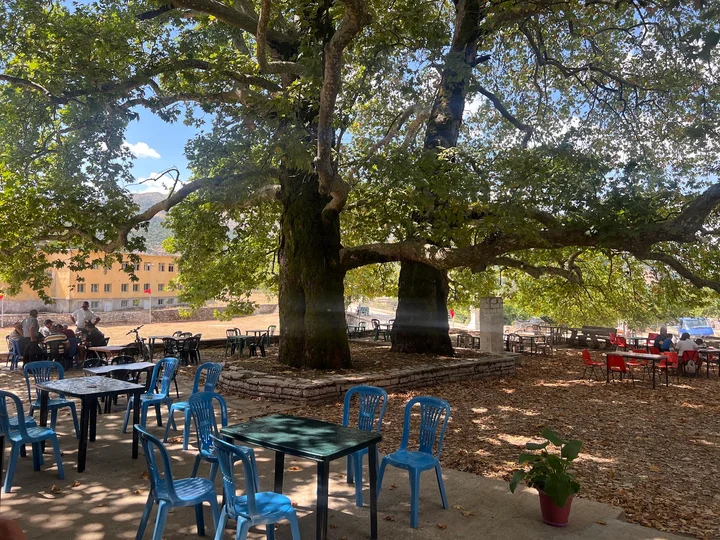 Progonat Historical Plane Tree in Nivica - Ask AI | mindtrip