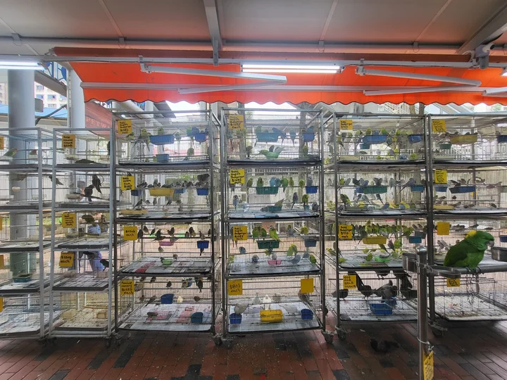 Goodwill Birds Trading | What to Know Before You Go