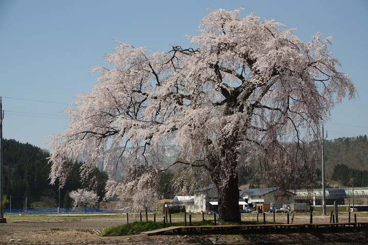 Oshirasama Weeping Cherry tree at Hakusan-jinja Shrine