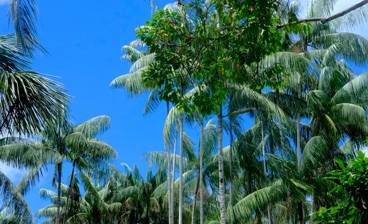 Reserva Natural Azai in Leticia - Ask AI | mindtrip