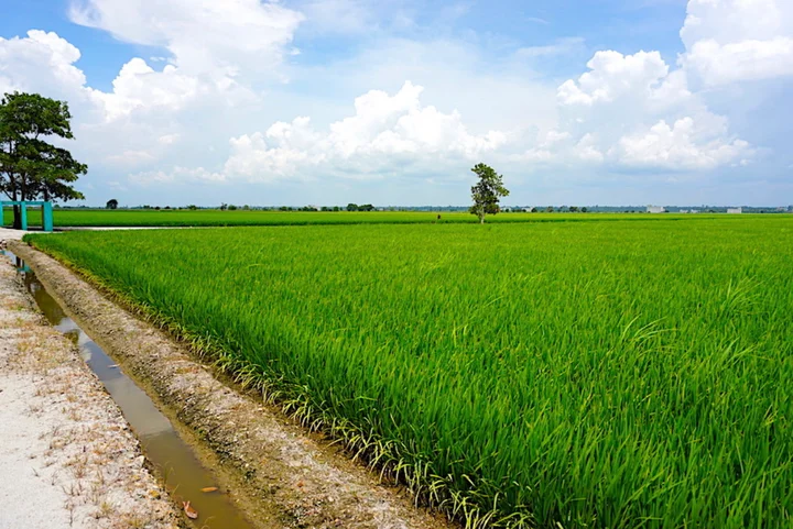 Sekinchan Paddy Fields (Sawah Padi Sekinchan)