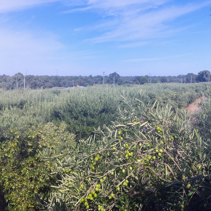 Varapodio Estate in Mildura - Ask AI | mindtrip