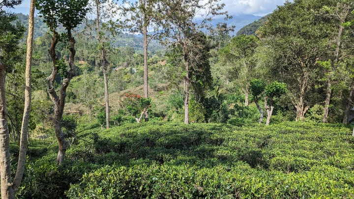 Kinellan Tea Factory & Tea Centre