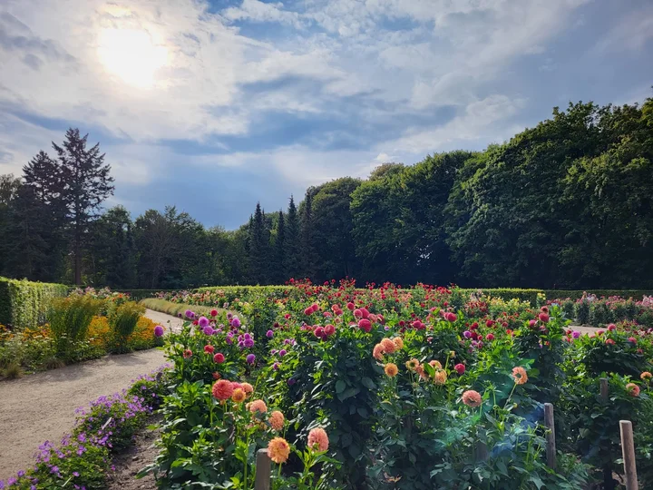 Dahliengarten Hamburg | What to Know Before You Go
