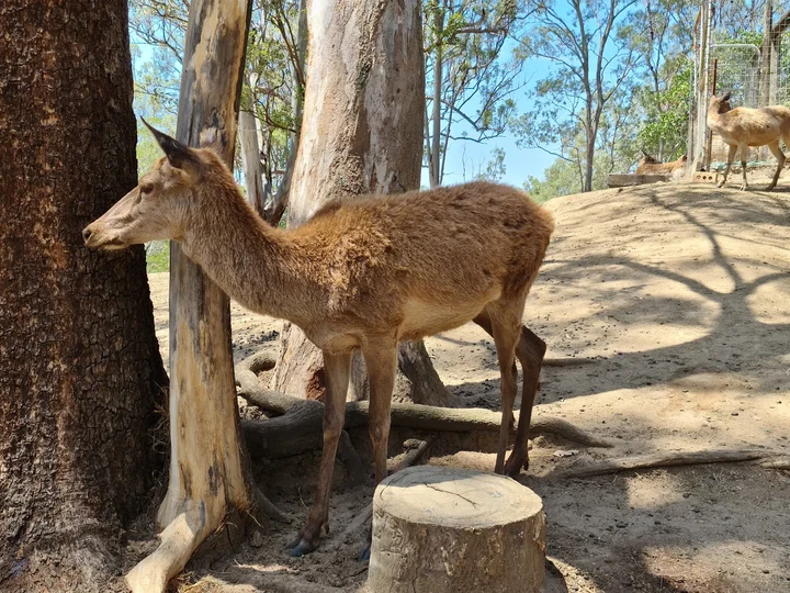Lyell Deer Sanctuary in Brisbane, Queensland | Ask Anything