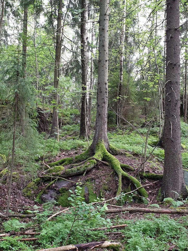 Simojoki in Simo, Lapland | What to Know Before You Go