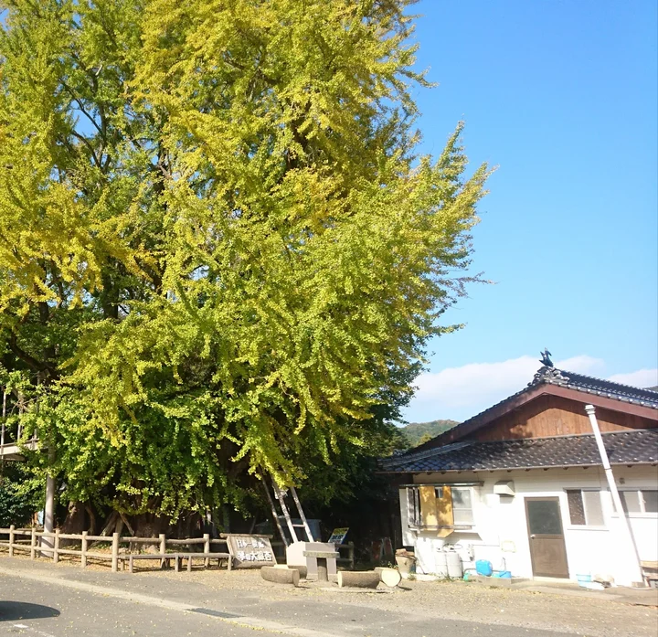 Gingko Maidenhair Tree of Kin, Tsushima