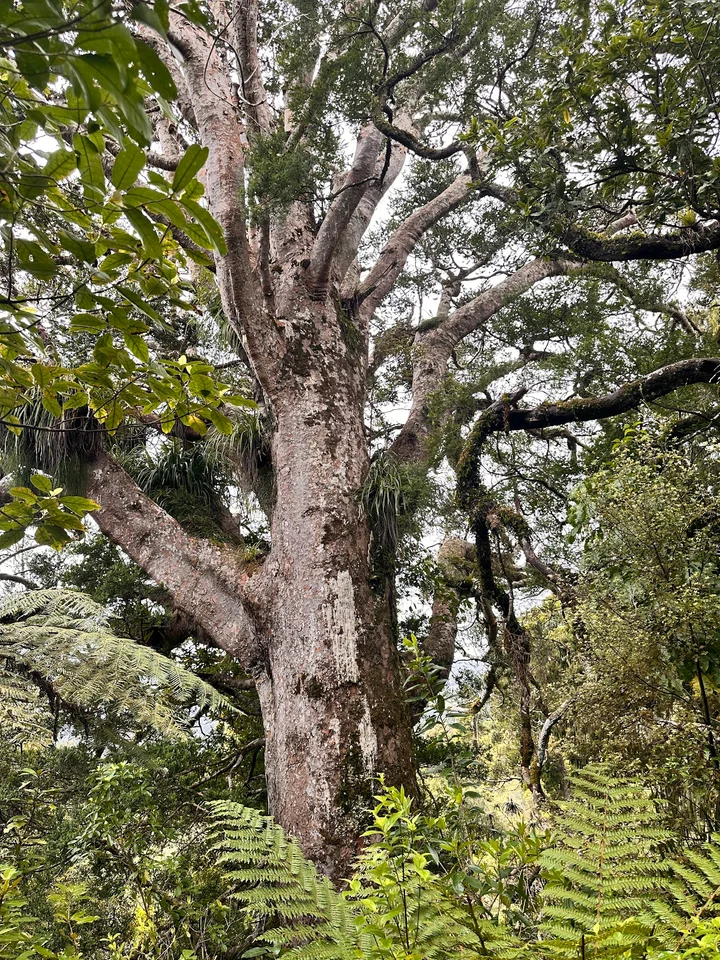 Large Kauri Tree in Auckland | What to Know Before You Go