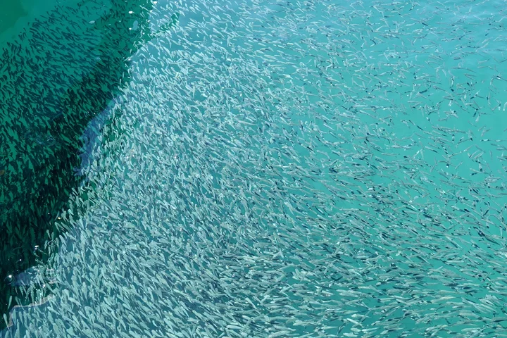 Sapi Island (Pulau Sapi) | What to Know Before You Go