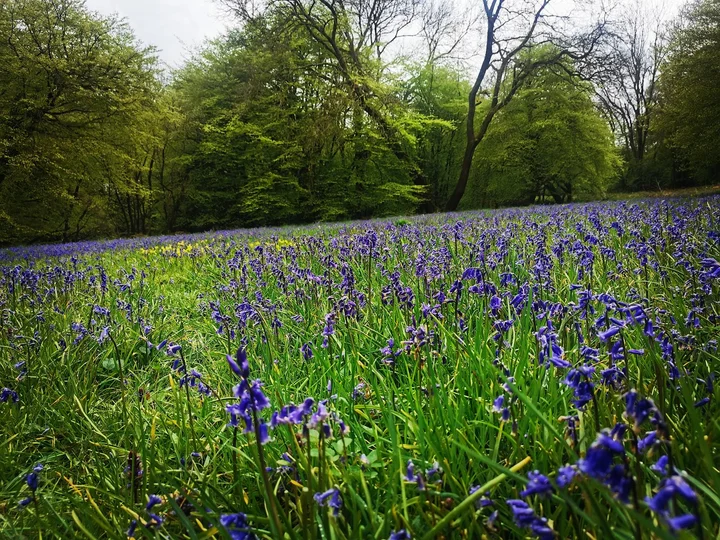 Buckholt Wood in Gloucester, England - Ask AI | mindtrip