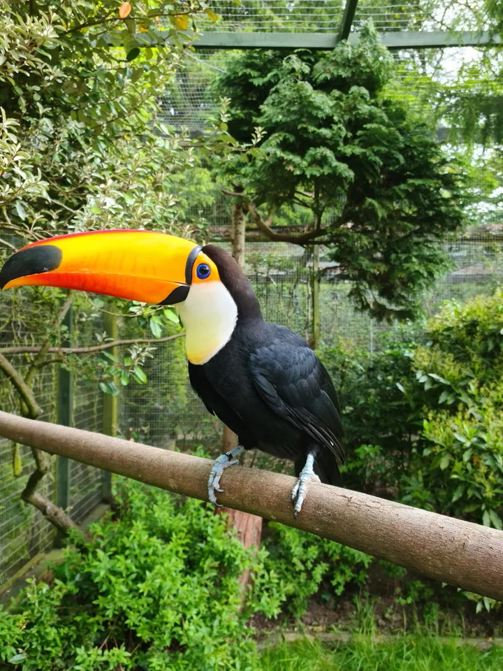 Birdworld in Farnham, England - Ask AI | mindtrip