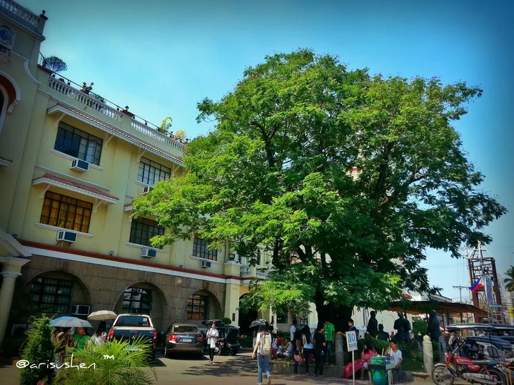Kalayaan Tree in Malolos, Central Luzon - Ask AI | mindtrip