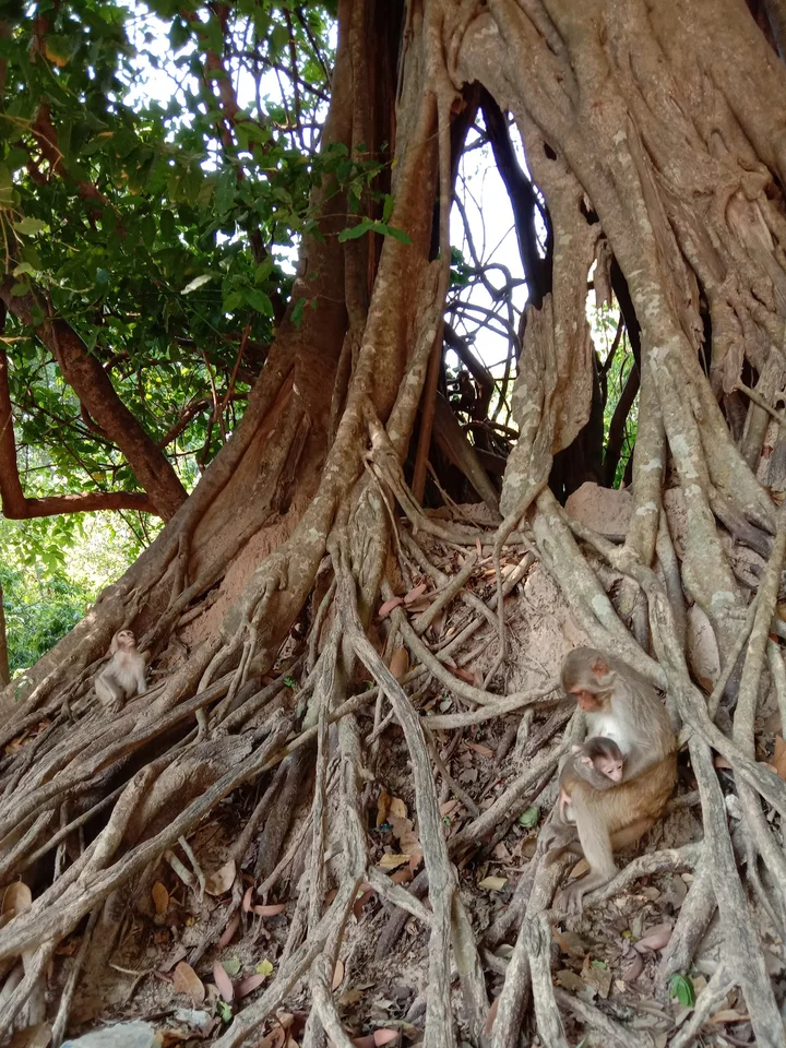 Monkey Forest in ແຂວງສະຫວັນນະເຂດ - Ask AI | mindtrip