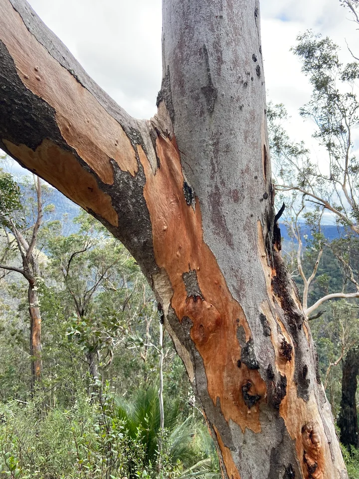 Badgerys Spur walking track in Tallong | Ask Anything