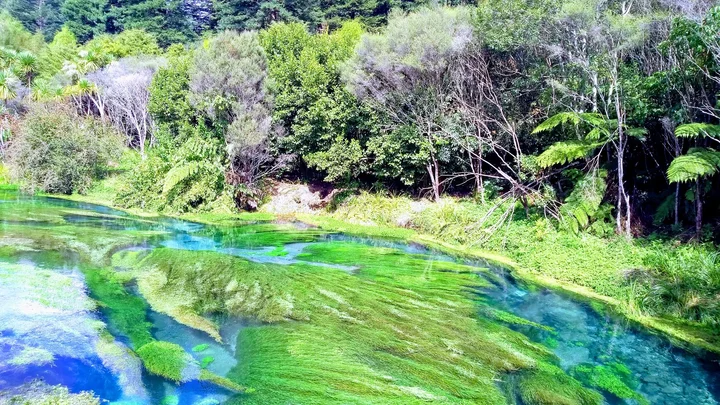 Waihou River in Te Aroha | What to Know Before You Go