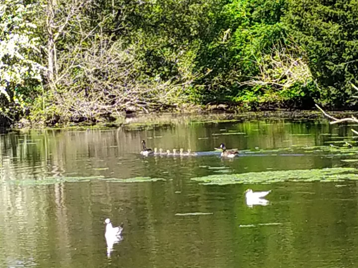 Vinters Park Nature Reserve | What to Know Before You Go