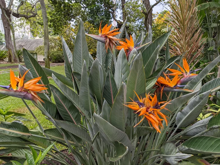 Foster Botanical Garden in Honolulu, Hawaii | Ask Anything