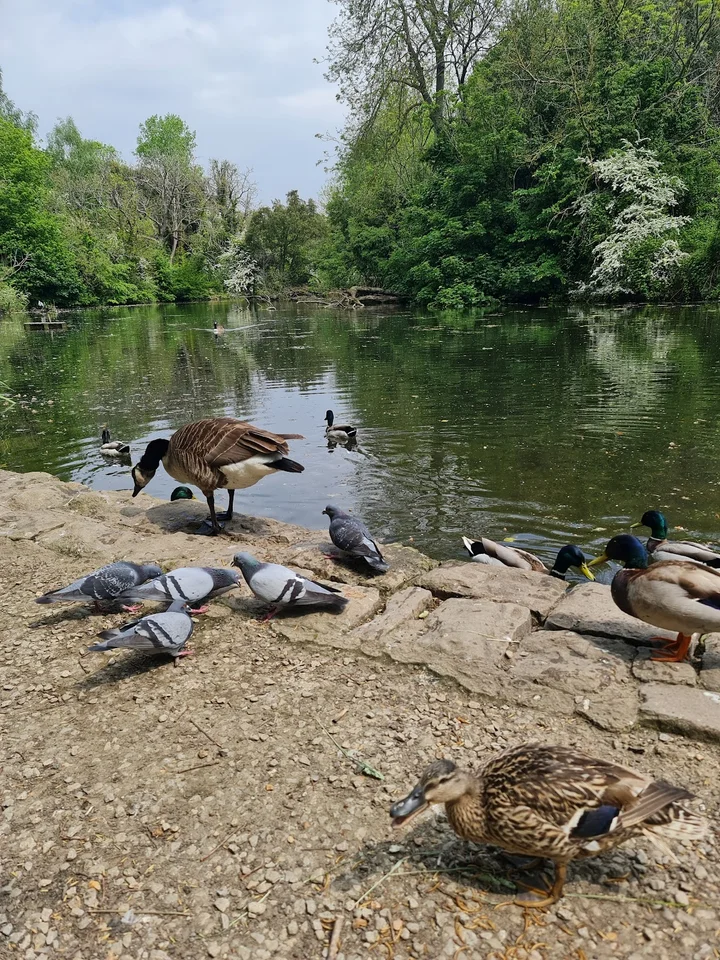 Vinters Park Nature Reserve | What to Know Before You Go