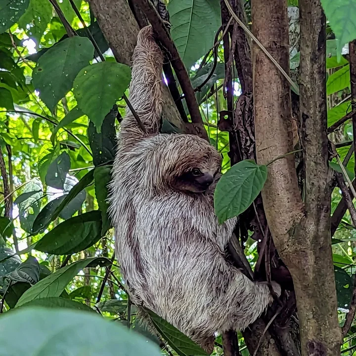 Bogarin Trail in La Fortuna | What to Know Before You Go