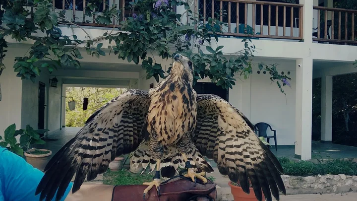 Belize Raptor Center in San Ignacio | Ask Anything