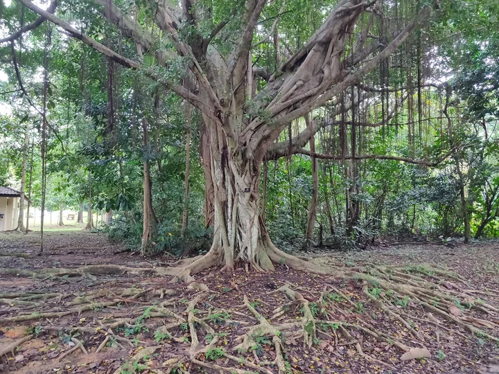Dipterocarp Arboretum in Singapore | Ask Anything